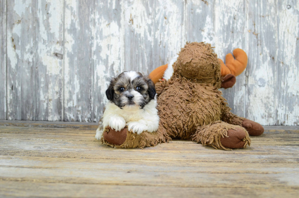 Sweet Teddy Bear Baby