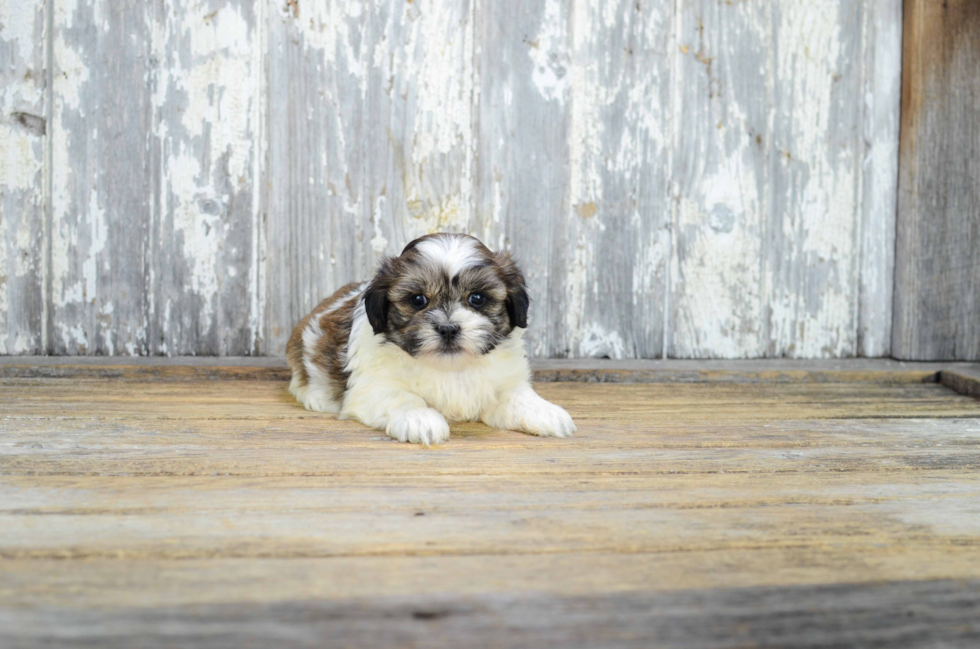 Teddy Bear Puppy for Adoption