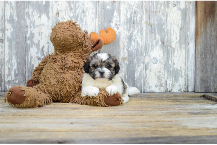 Teddy Bear Puppy for Adoption