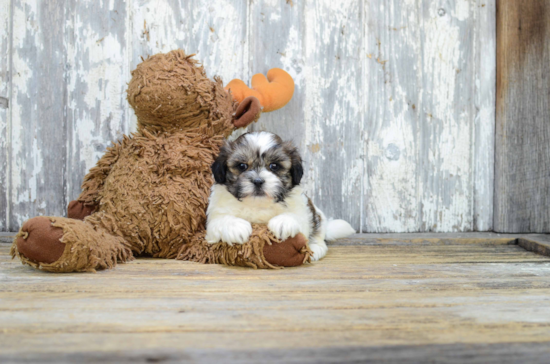 Teddy Bear Puppy for Adoption