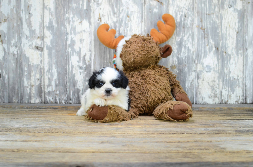 Teddy Bear Pup Being Cute