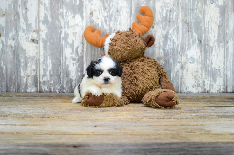 Fluffy Teddy Bear Designer Pup