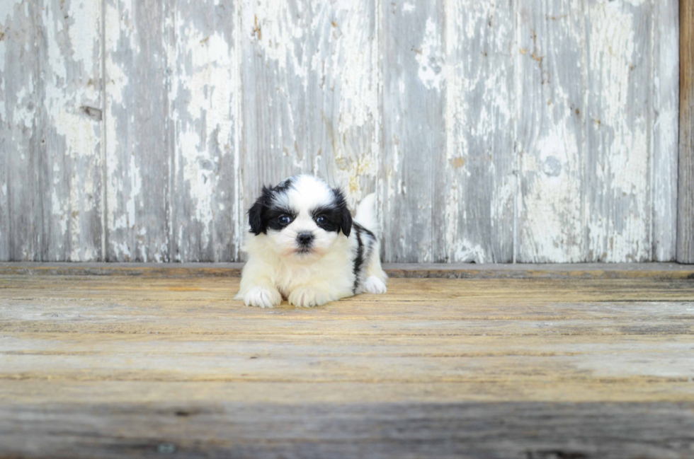 Small Teddy Bear Baby