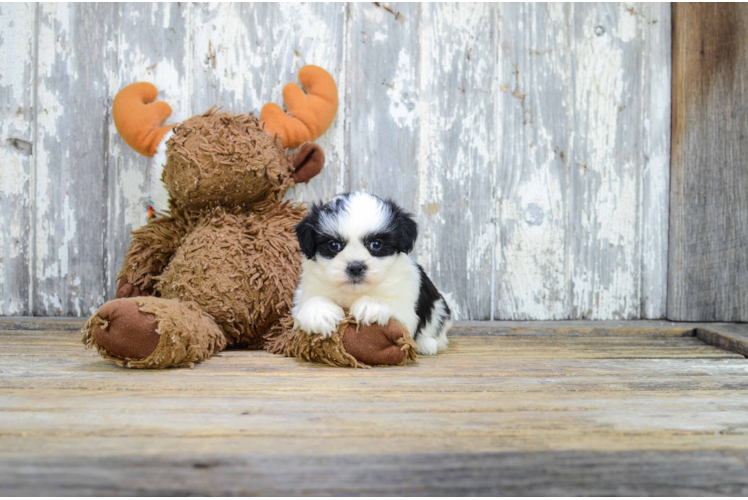 Teddy Bear Pup Being Cute