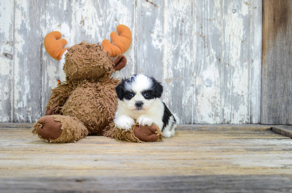 Teddy Bear Pup Being Cute