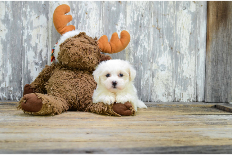 Energetic Maltese Poodle Poodle Mix Puppy