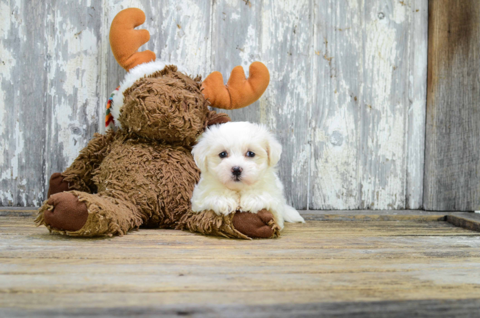 Energetic Maltese Poodle Poodle Mix Puppy