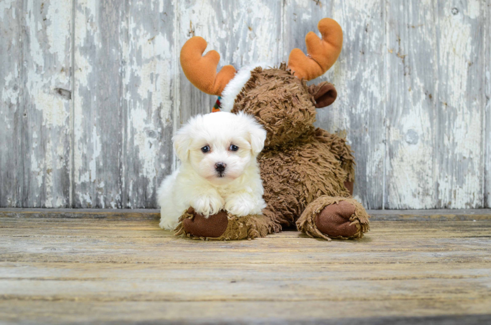 Best Maltipoo Baby