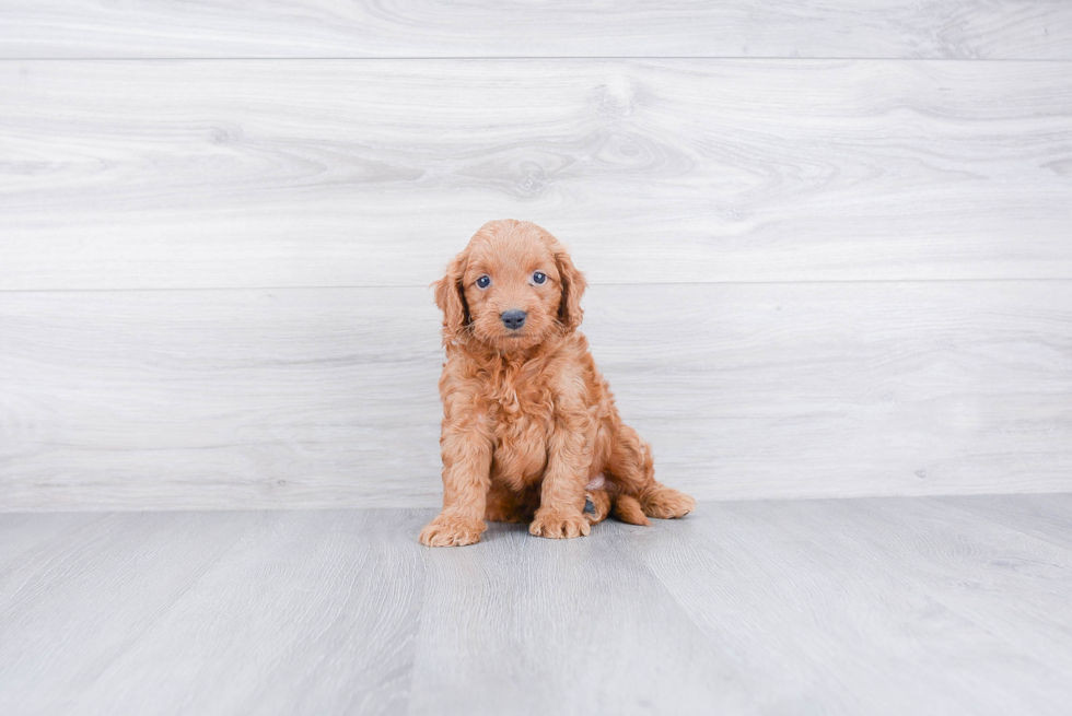 Little Golden Retriever Poodle Mix Puppy