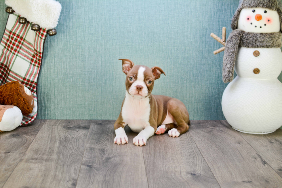 Boston Terrier Puppy for Adoption