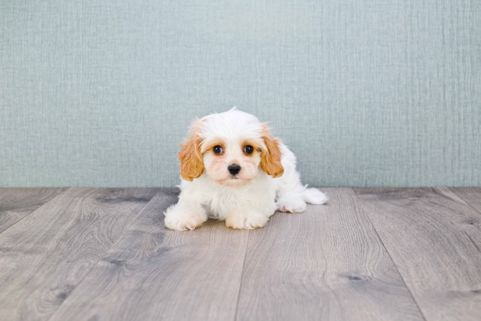 Small Cavachon Baby