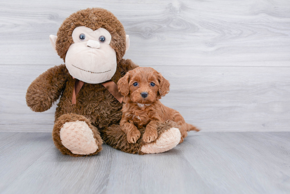 Cockapoo Pup Being Cute