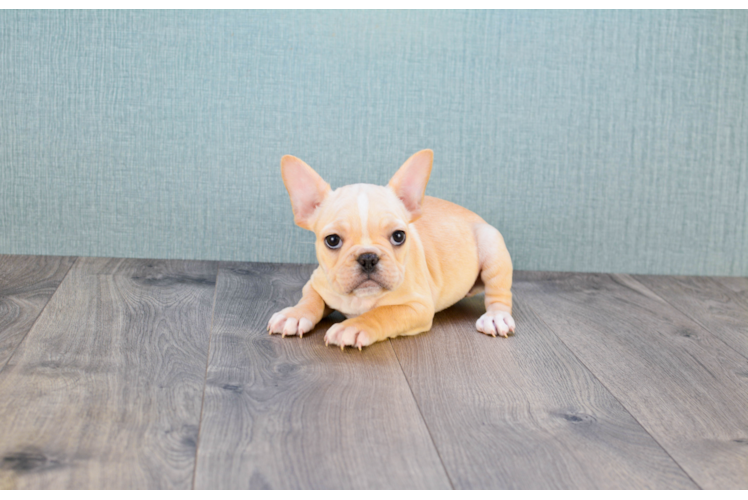 Popular French Bulldog Purebred Pup