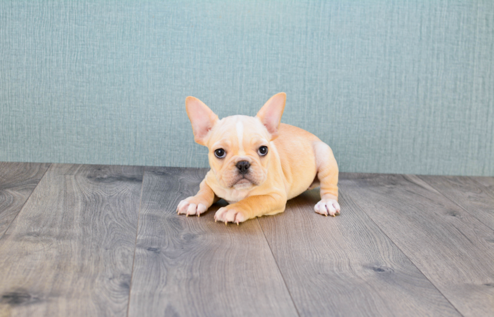 Popular French Bulldog Purebred Pup