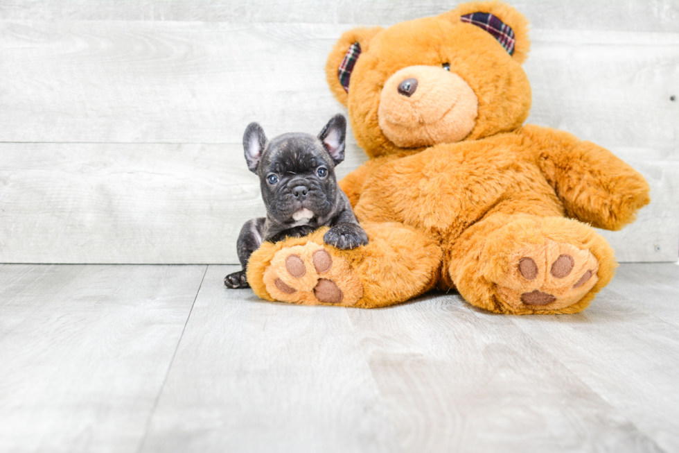 Best French Bulldog Baby