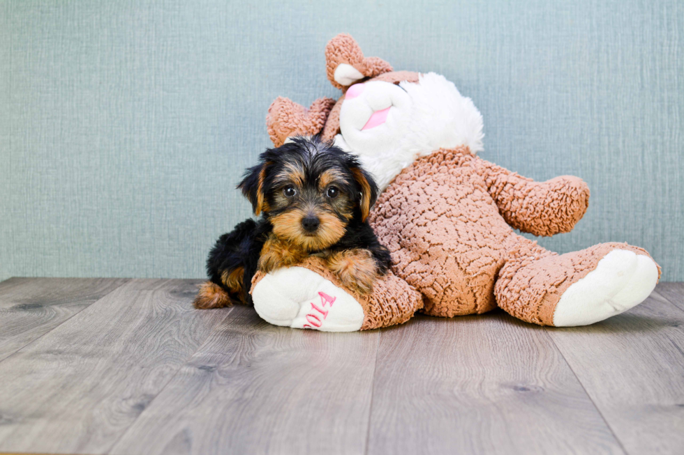 Meet Snickers - our Yorkshire Terrier Puppy Photo 