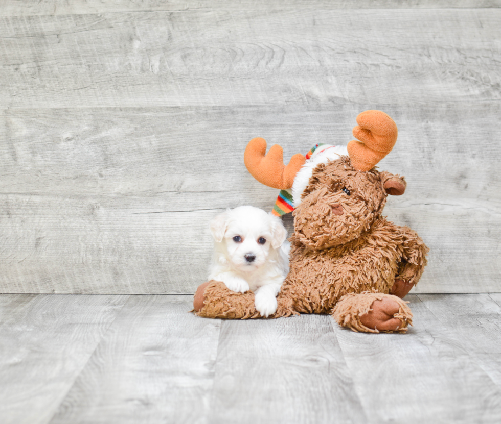 Best Maltipoo Baby