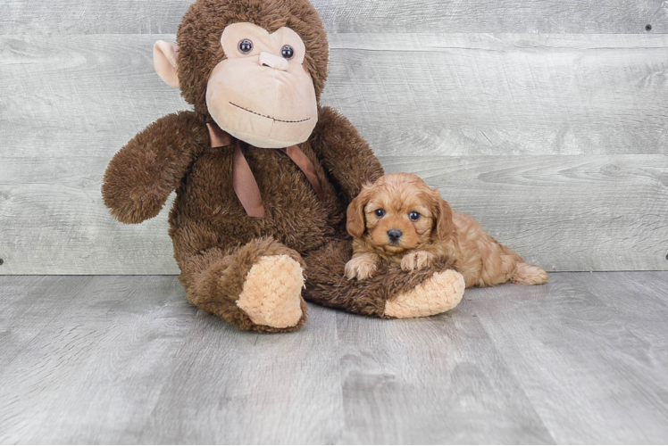 Cavapoo Pup Being Cute