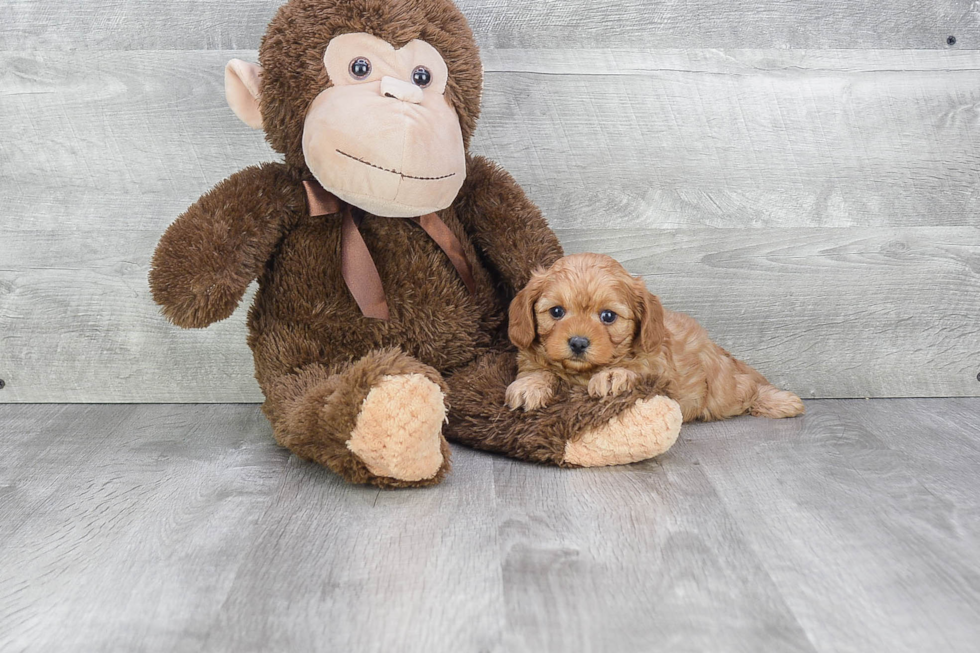 Cavapoo Pup Being Cute