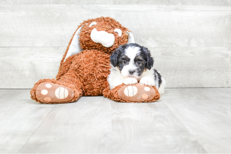 Fluffy Teddy Bear Designer Pup