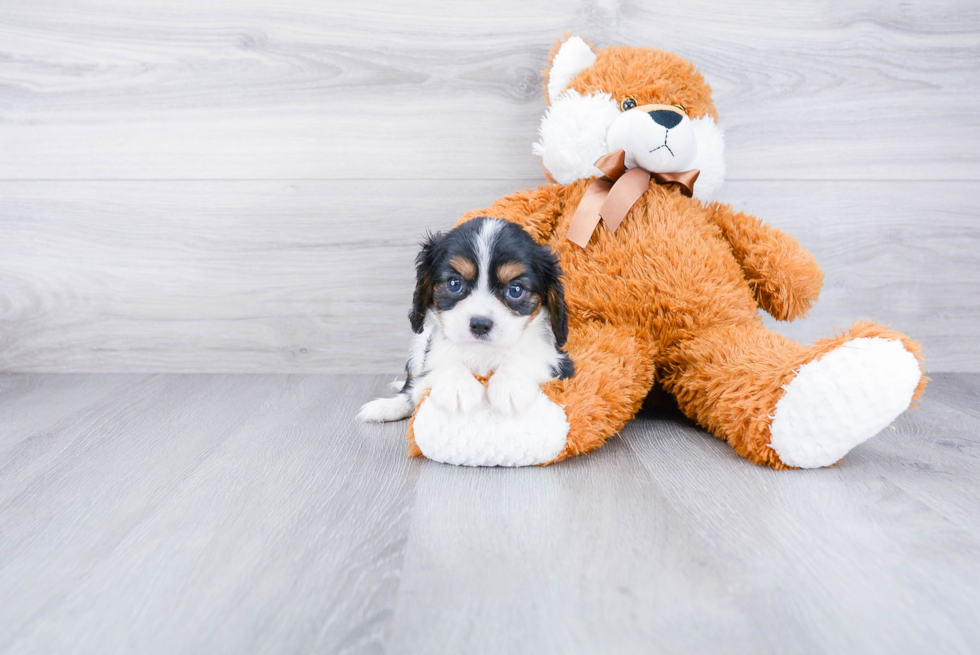 Best Cavalier King Charles Spaniel Baby