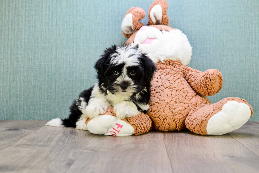 Petite Havanese Purebred Puppy