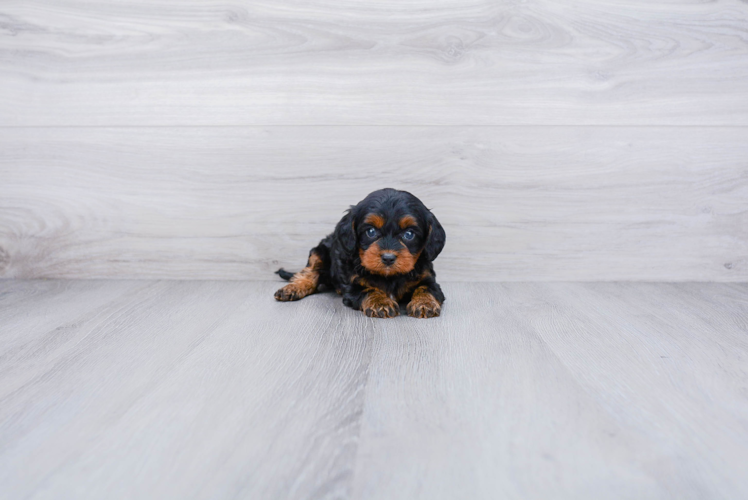 Fluffy Cavapoo Poodle Mix Pup