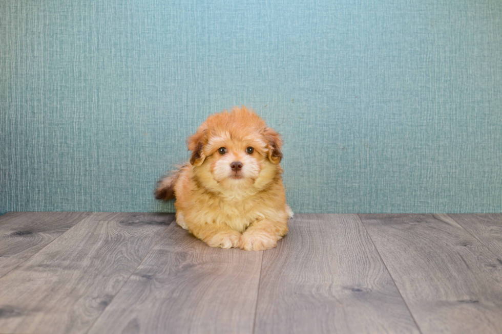 Adorable Havanese Purebred Puppy