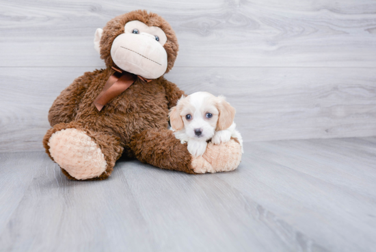 Petite Cavachon Designer Pup