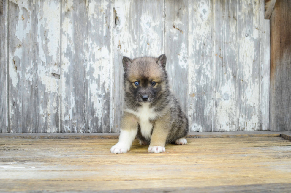 Best Pomsky Baby