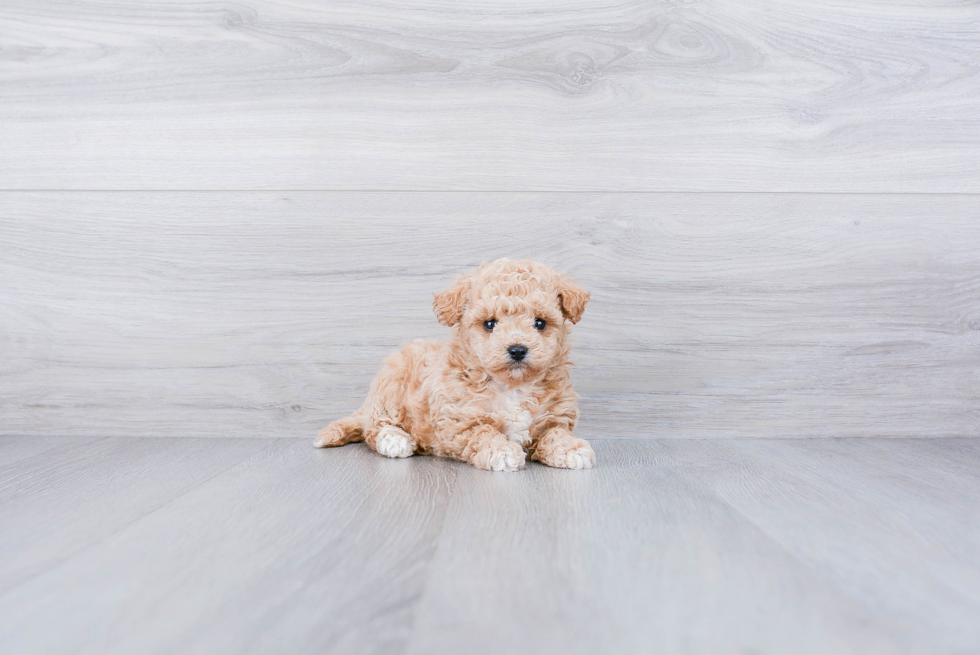 Best Maltipoo Baby