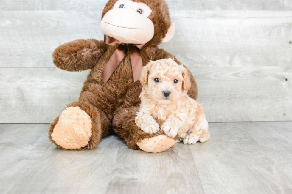 Petite Maltipoo Poodle Mix Pup