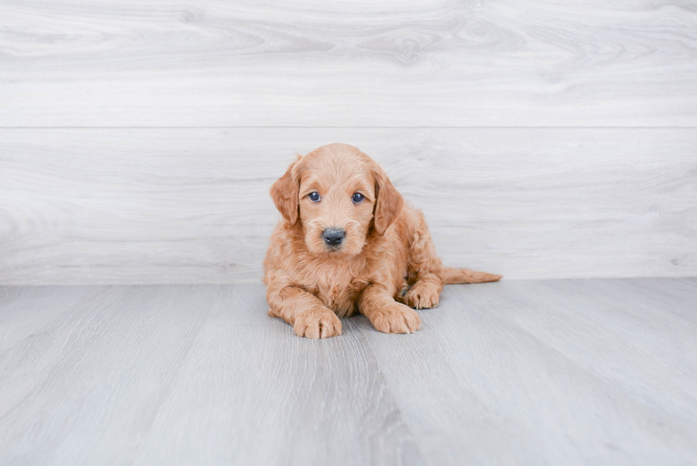 Best Mini Goldendoodle Baby