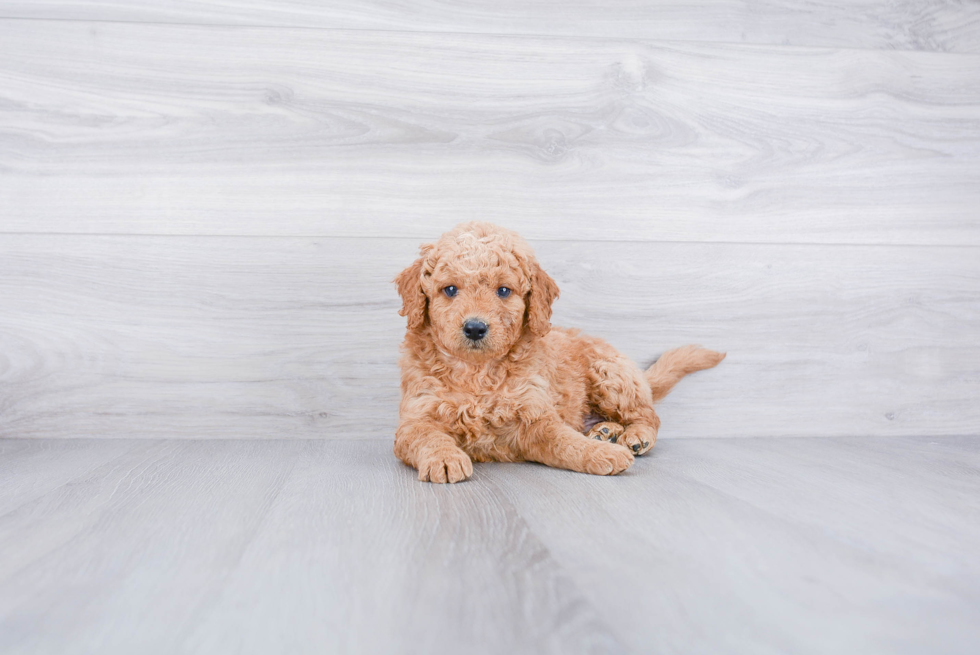 Sweet Mini Goldendoodle Baby