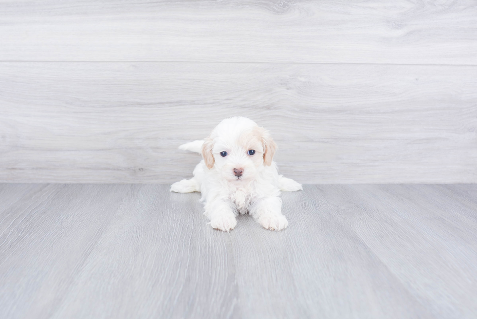 Best Maltipoo Baby