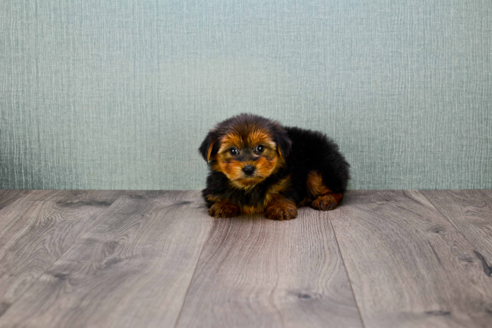 Meet Avery - our Yorkshire Terrier Puppy Photo 