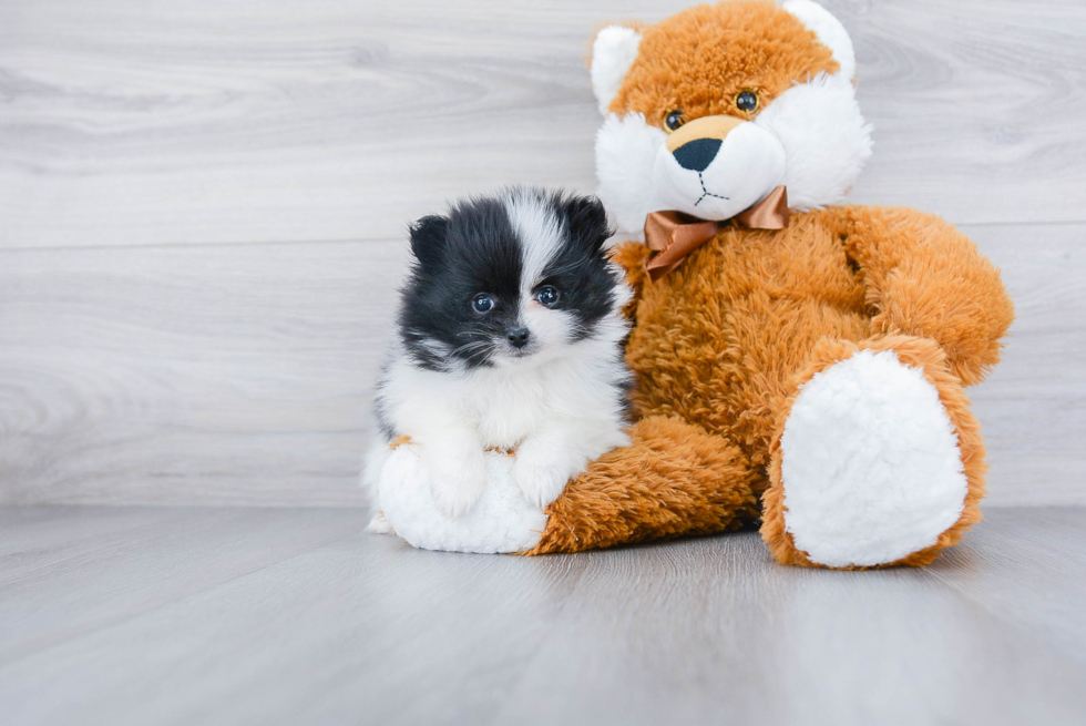 Friendly Pomeranian Baby