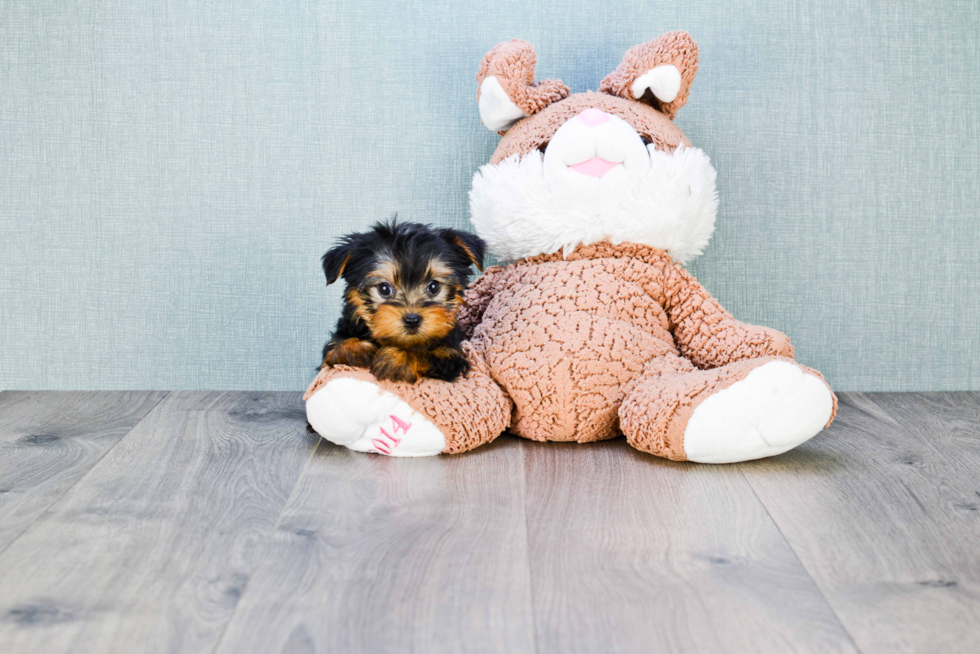 Meet Capone - our Yorkshire Terrier Puppy Photo 