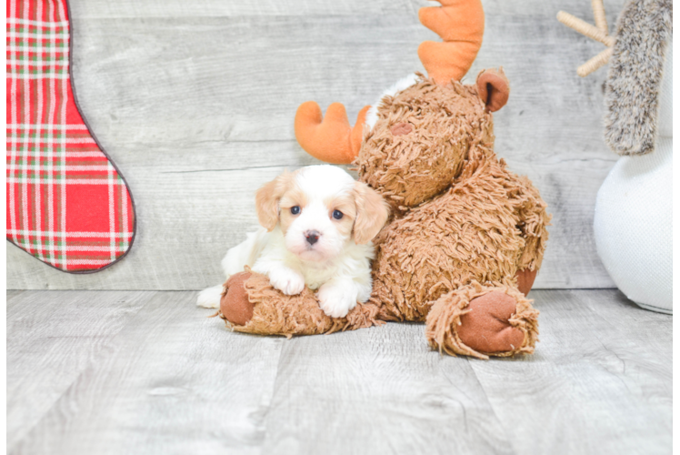 Best Cavachon Baby