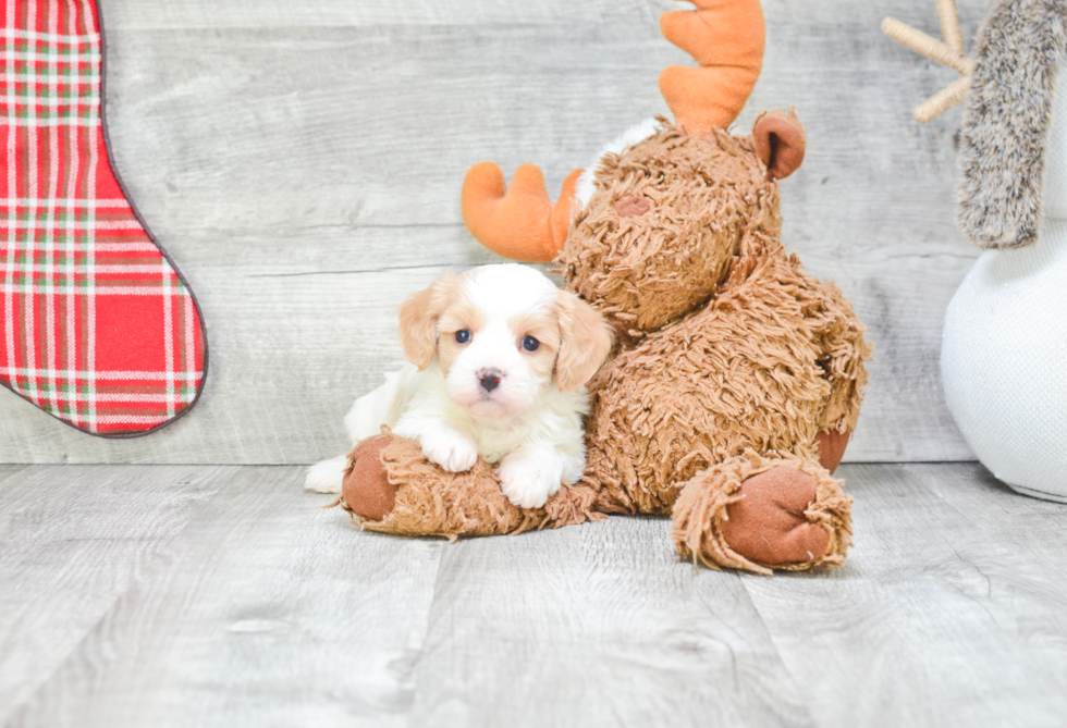 Best Cavachon Baby