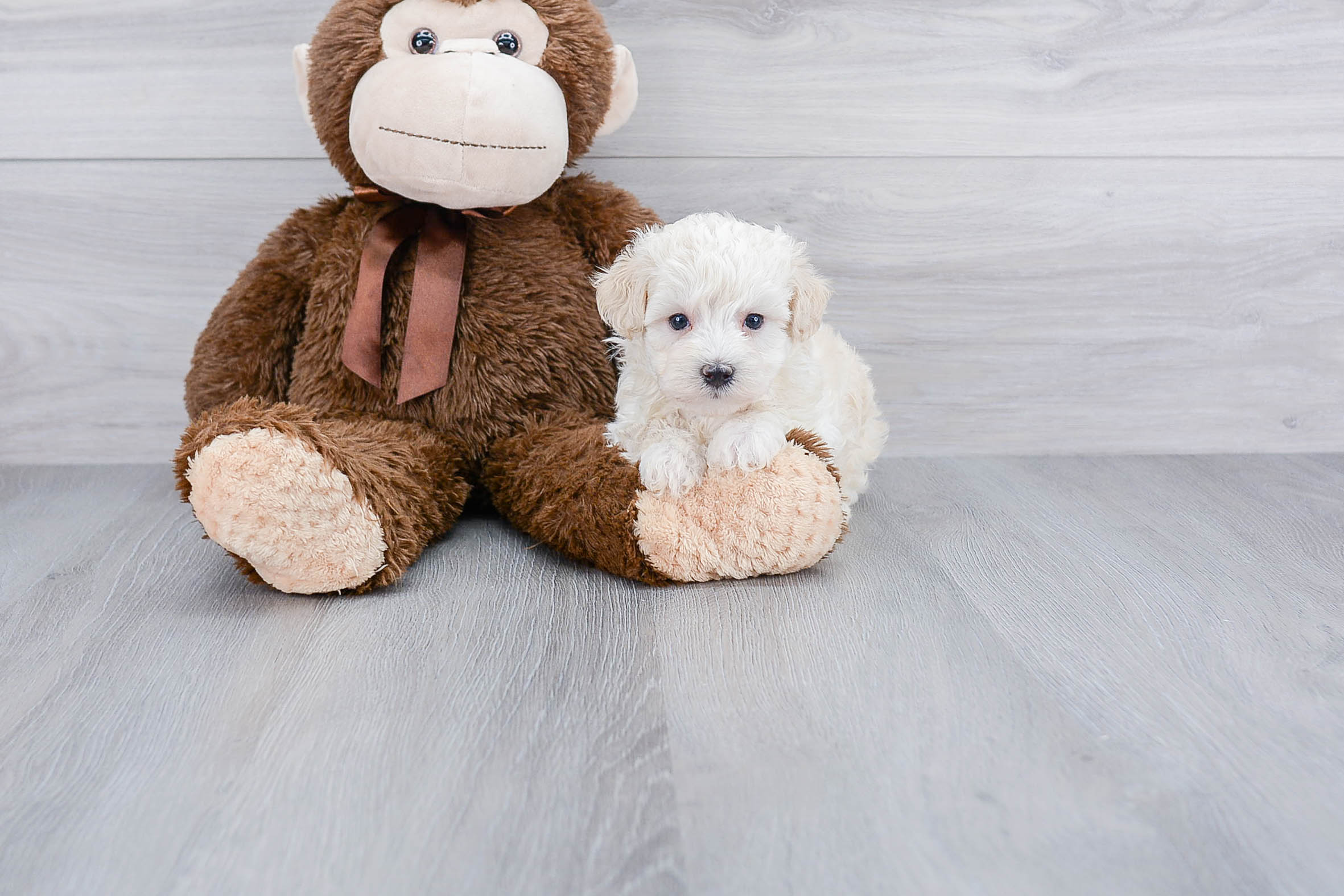 Adorable Maltese Poodle Poodle Mix Puppy