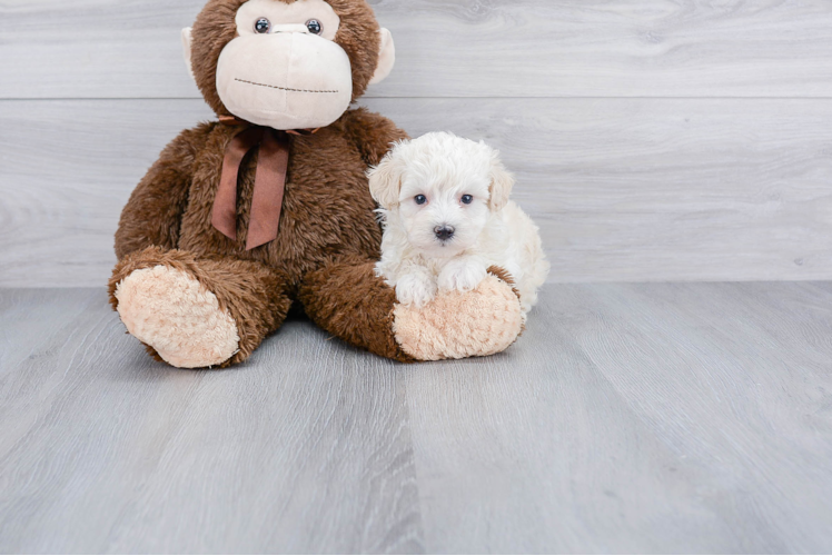 Adorable Maltese Poodle Poodle Mix Puppy