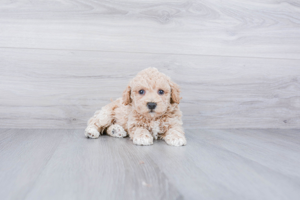 Maltipoo Pup Being Cute