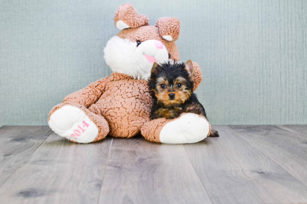 Meet Nugget - our Yorkshire Terrier Puppy Photo 