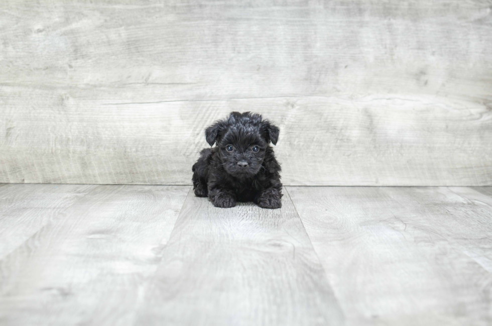 Petite Yorkie Poo Poodle Mix Pup