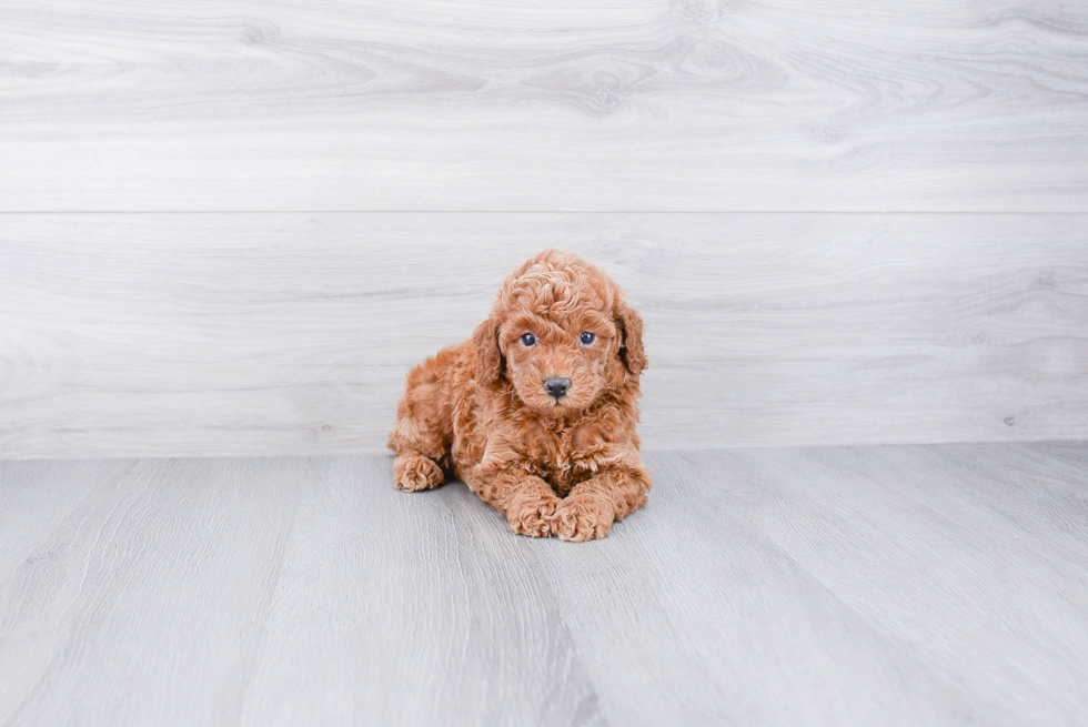 Poodle Puppy for Adoption