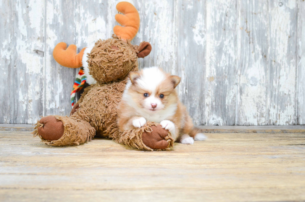 Popular Pomeranian Baby