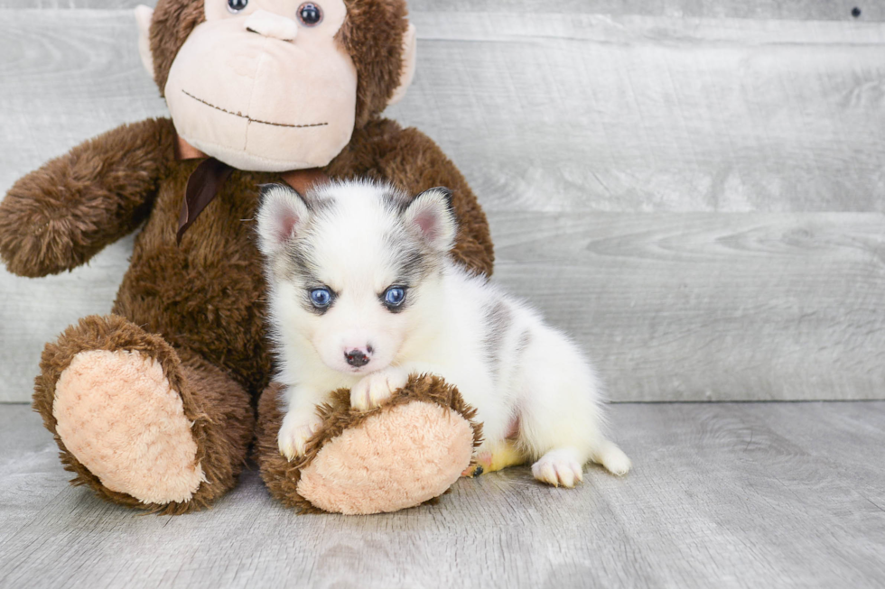 Little Mini Husky Designer Puppy