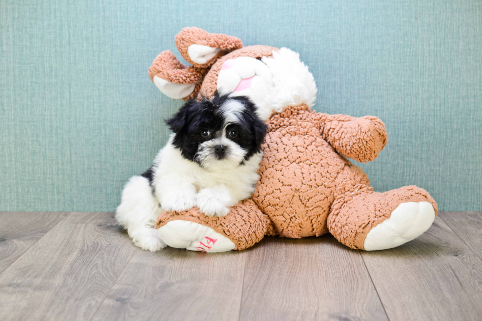 Adorable Havanese Purebred Puppy