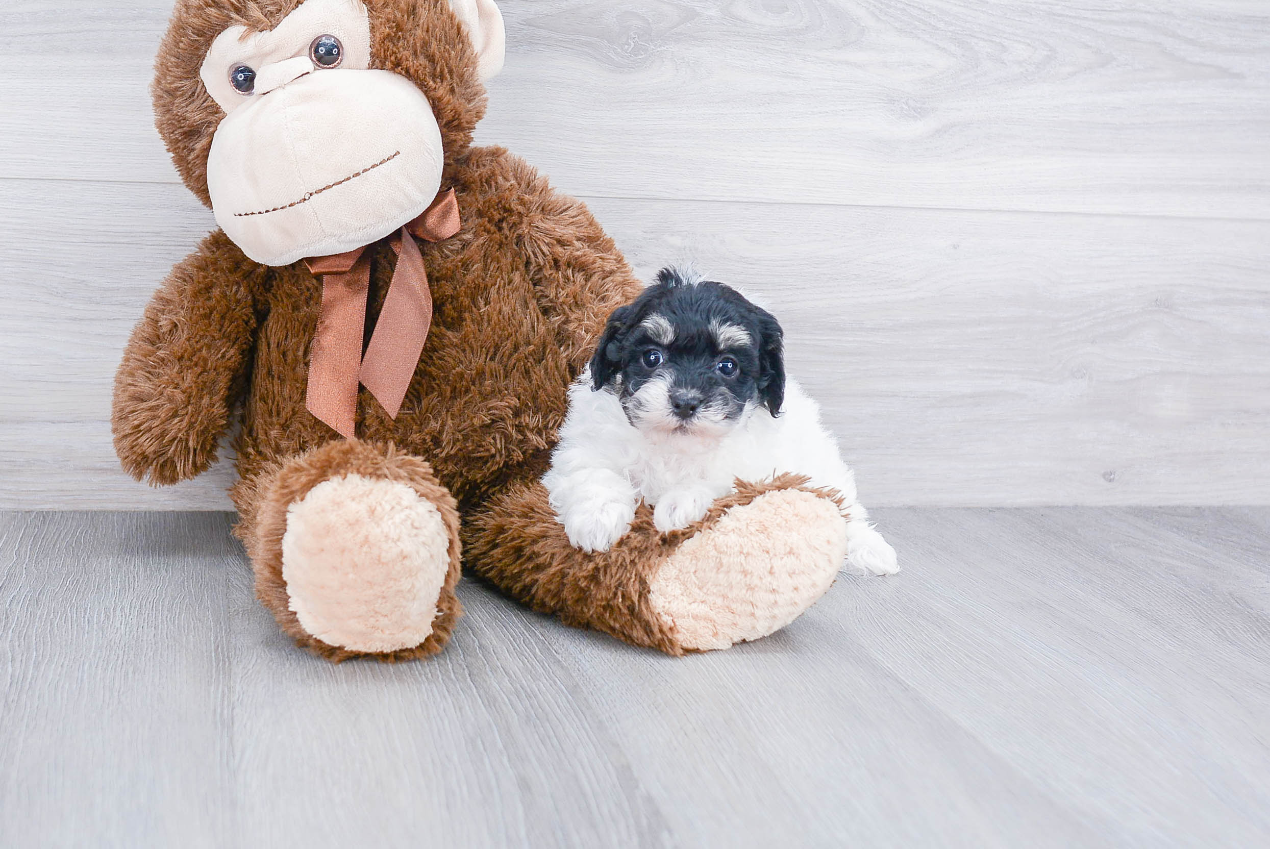 Cute Maltipoo Baby